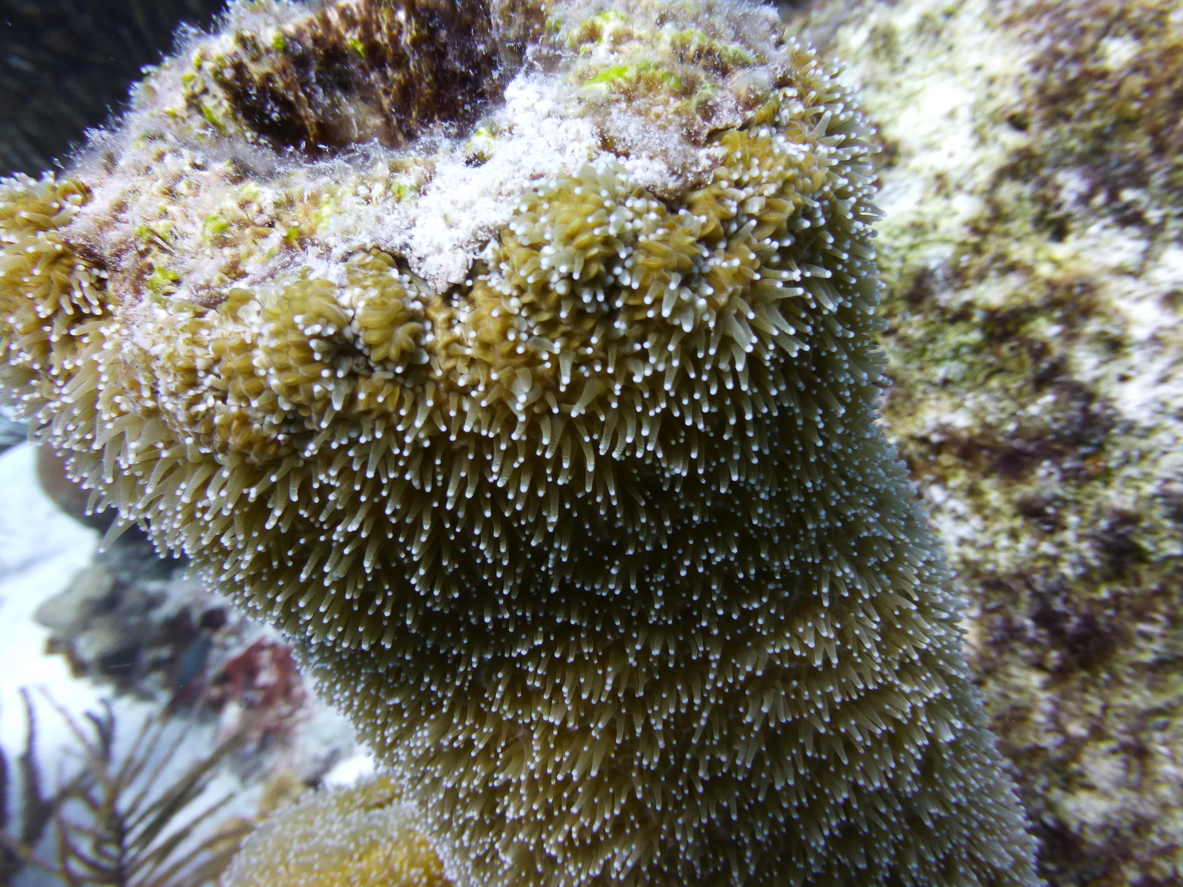 Bonaire underwater photograph, 2013