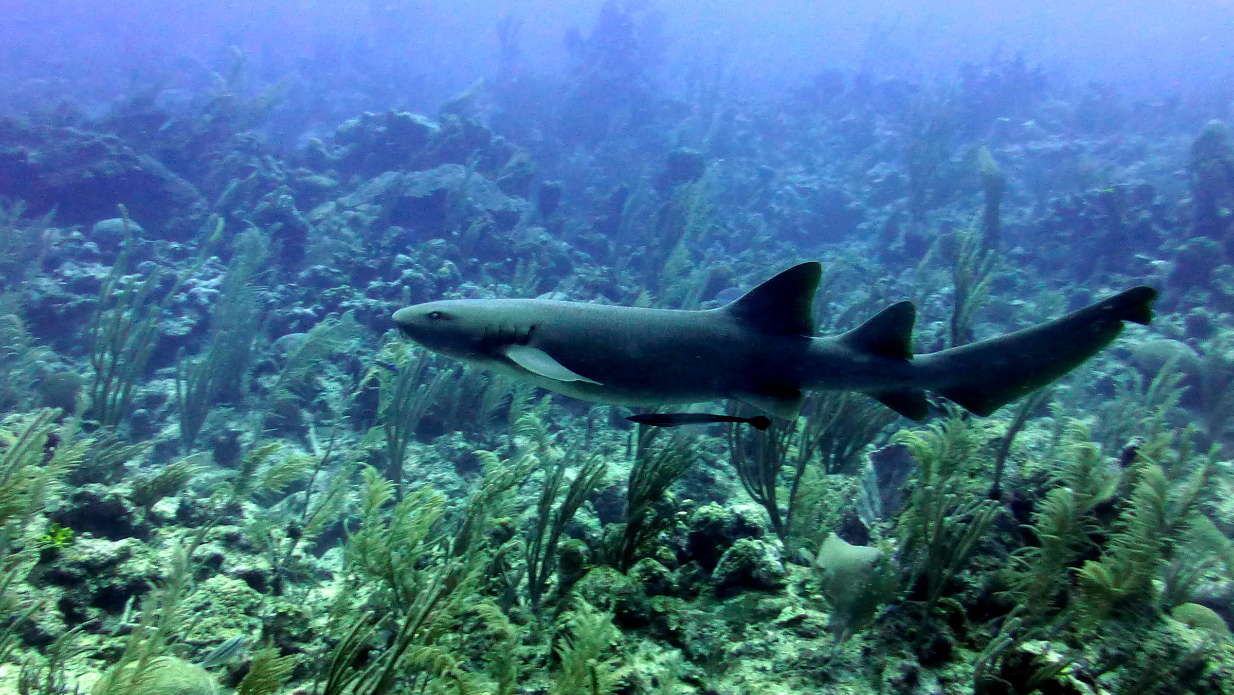 Belize underwater photograph, 2017