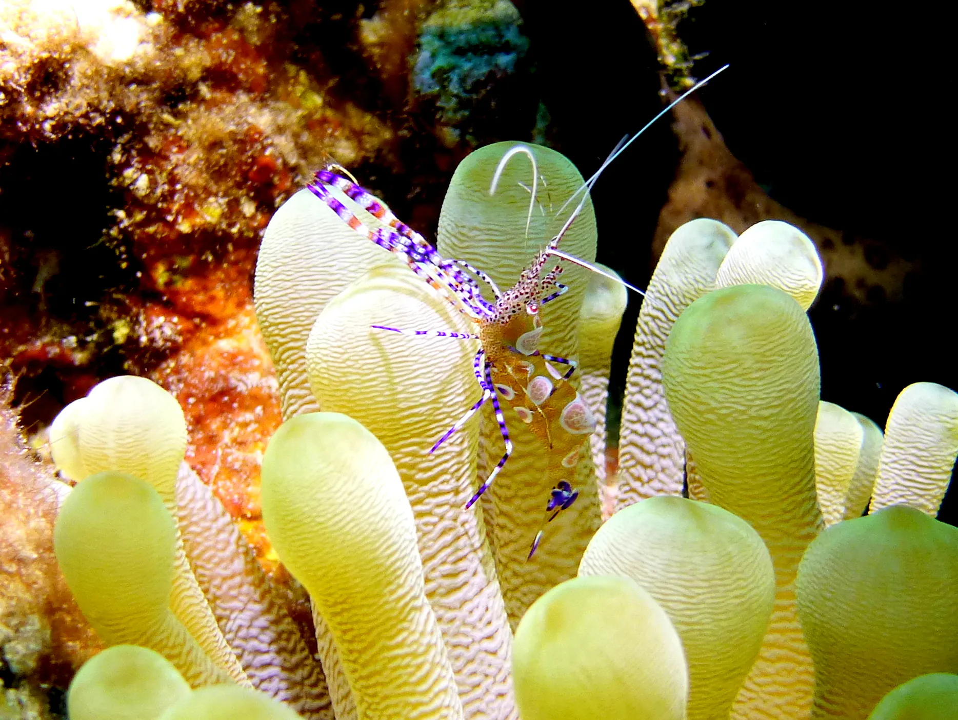 Shrimp, Bonaire, 2013