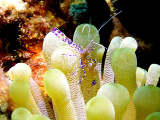 Underwater photograph by Joel Bergsma