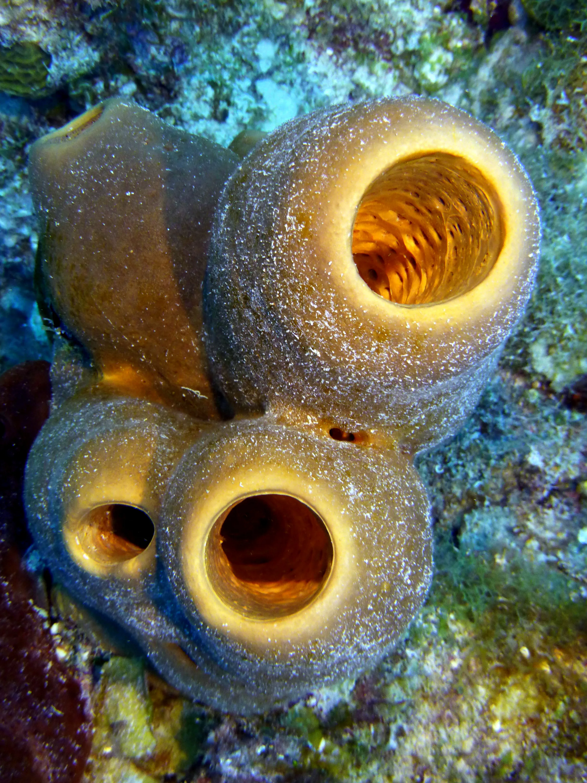 Tube Sponge, Belize, 2017