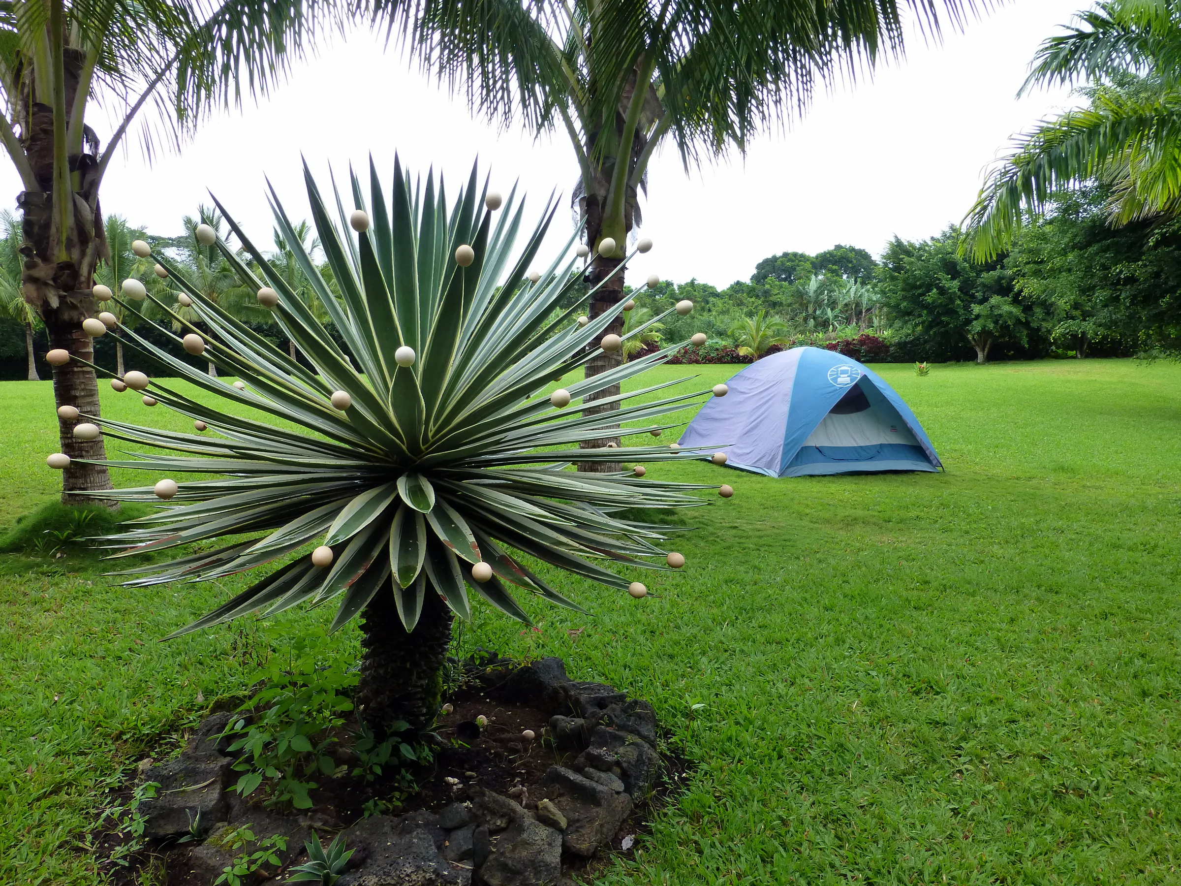 An egg tree. An attempt at humor with the egg shells placed on some of the tips of the plant's leaves. Campers have pitched a tent in the background.