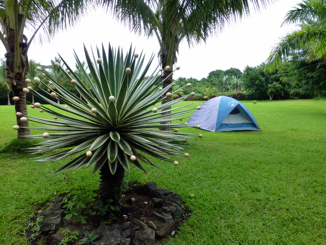 An egg tree.  An attempt at humor with the egg shells placed on some of the tips of the plant's leaves.  Campers have pitched a tent in the background.