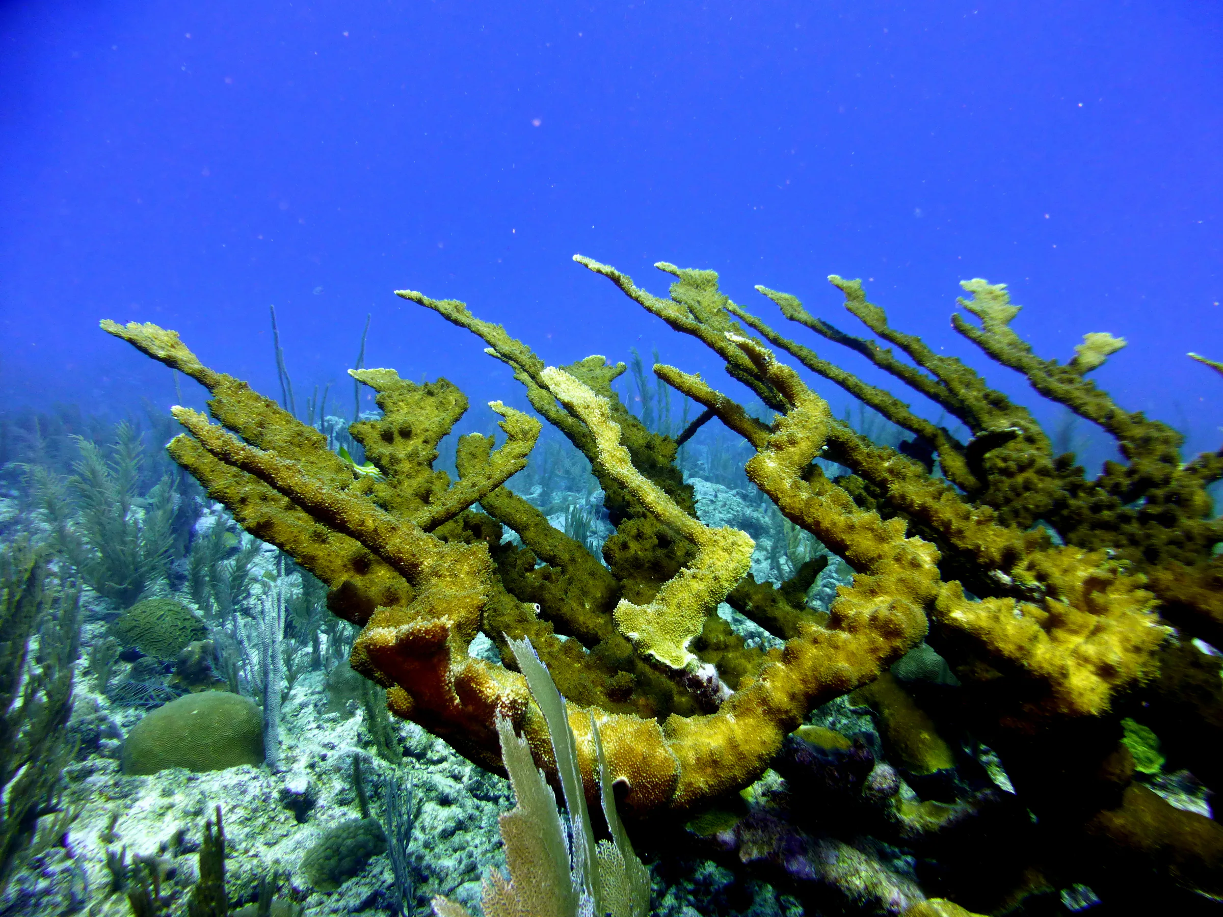 Belize underwater photograph, 2017