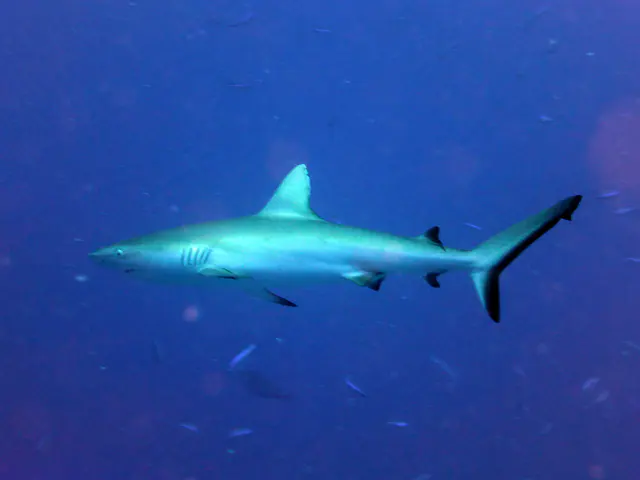 Underwater photograph by Joel Bergsma