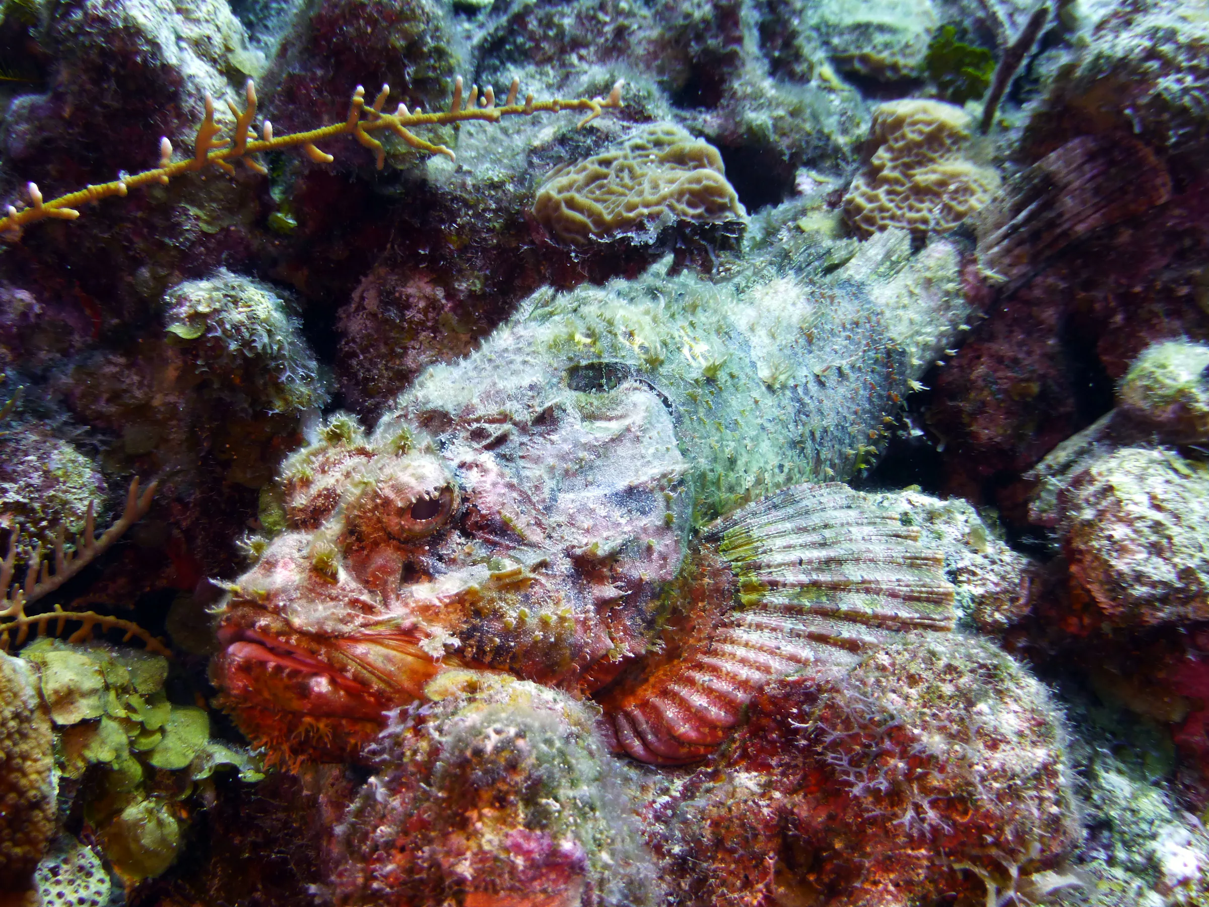 Scorpionfish, Belize, 2017