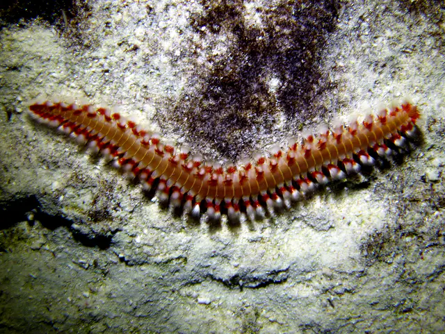Underwater photograph by Joel Bergsma