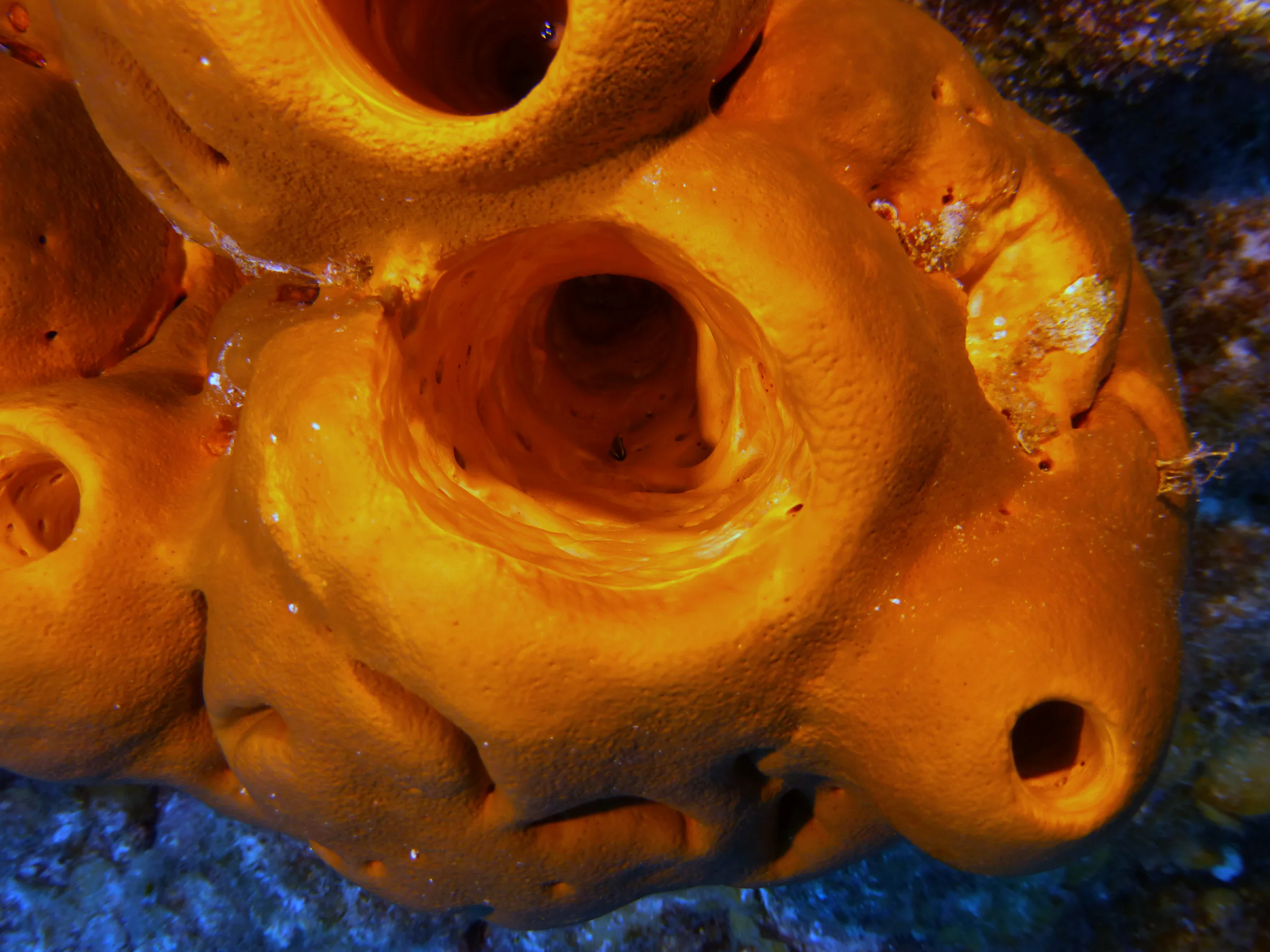 Belize underwater photograph, 2017