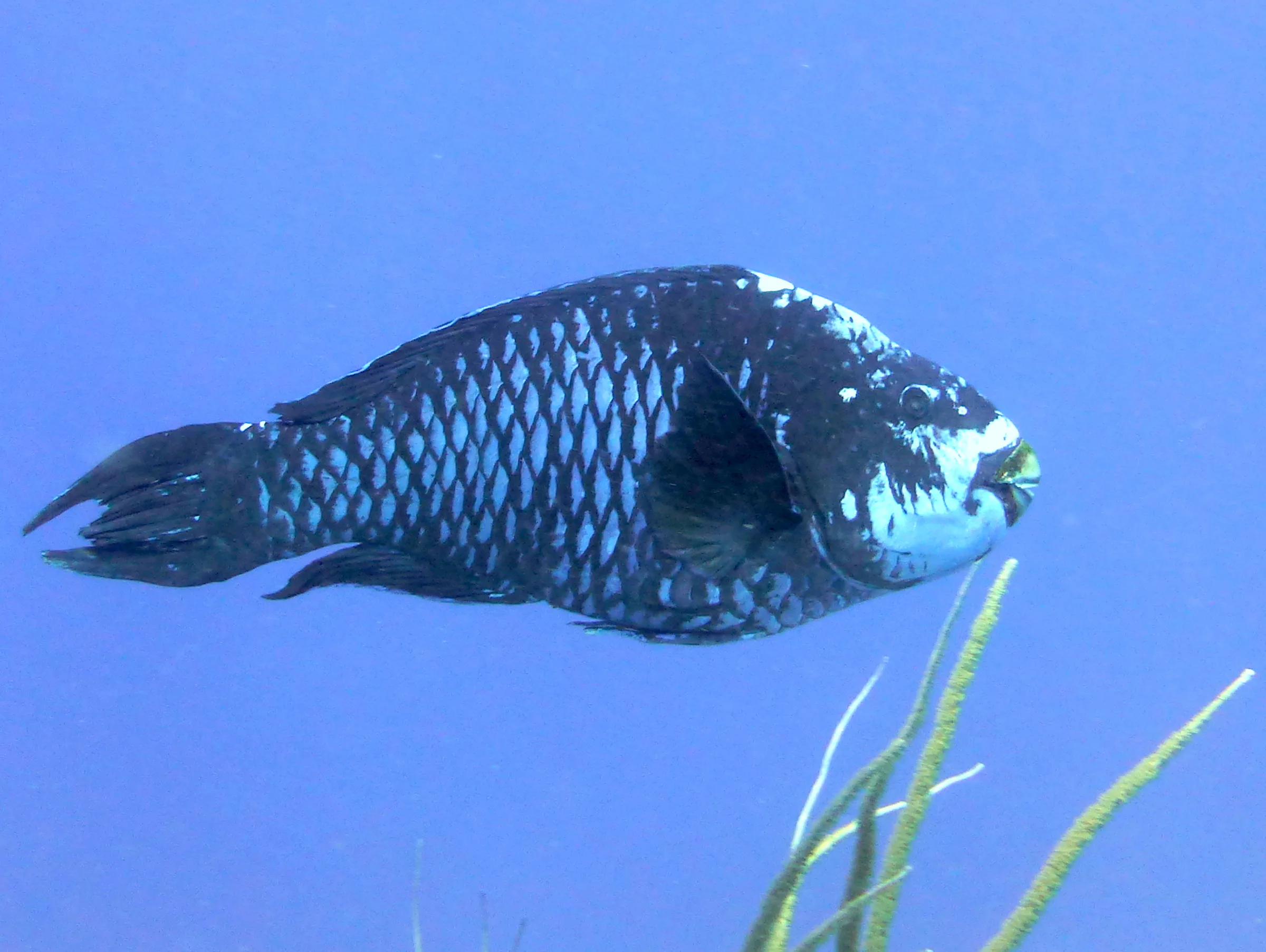 Parrotfish, Bonaire, 2013