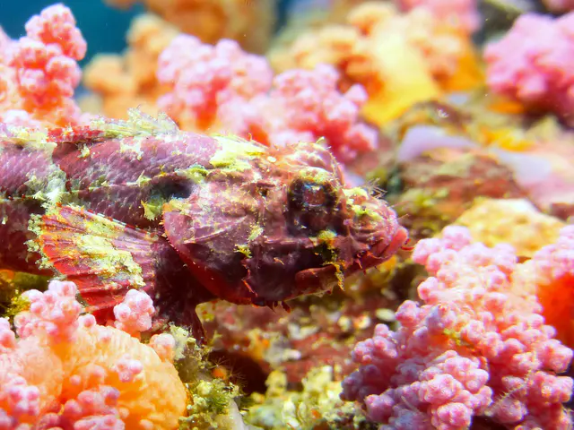 Underwater photograph by Joel Bergsma