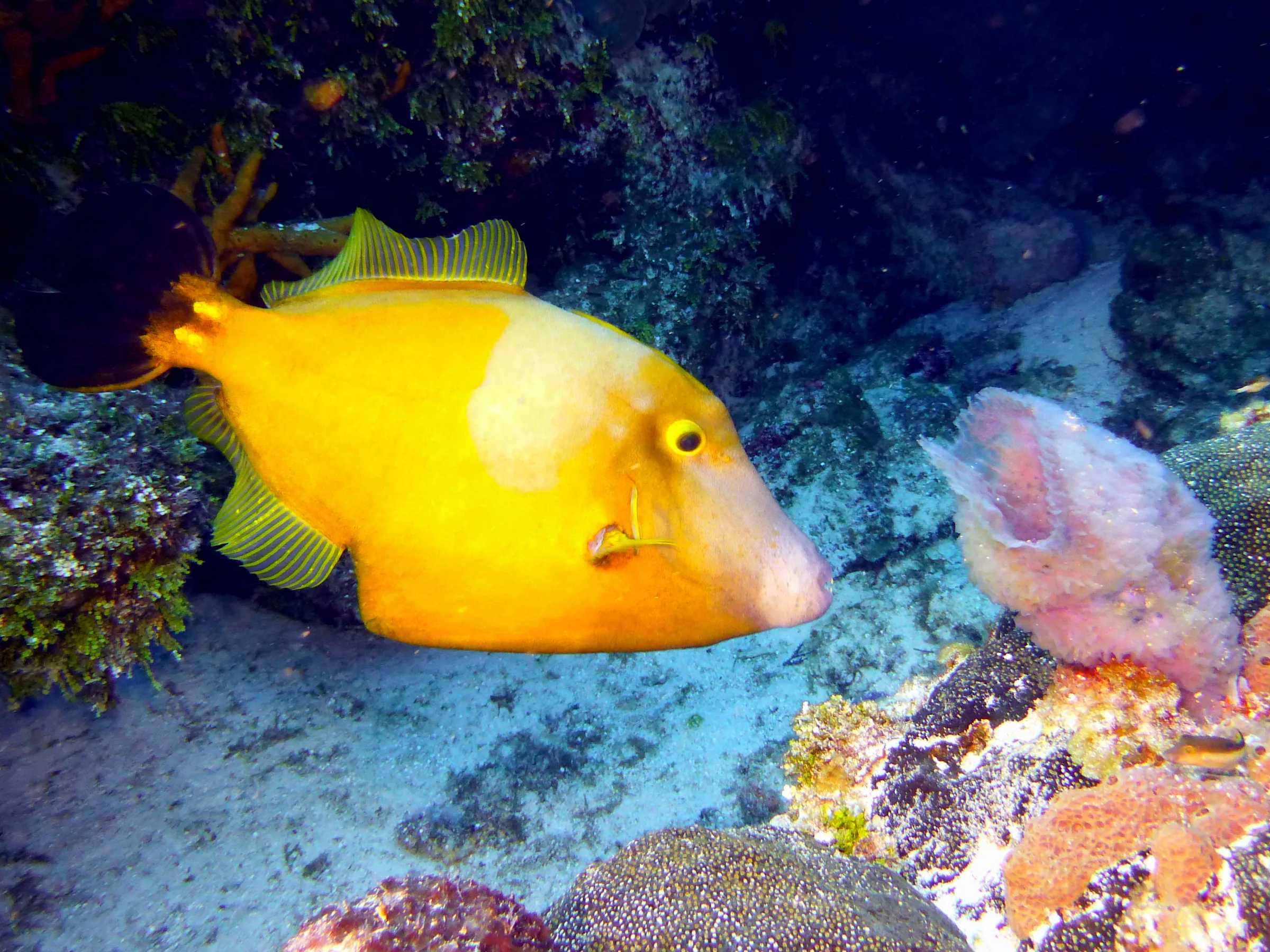 Cozumel underwater photograph, 2014