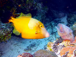 Underwater photograph by Joel Bergsma