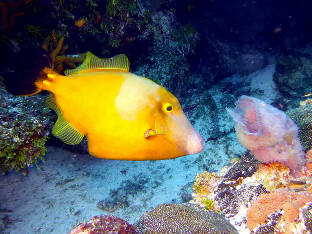 Underwater photograph by Joel Bergsma