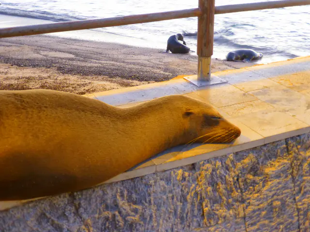 Sea lion at rest along the walkway.