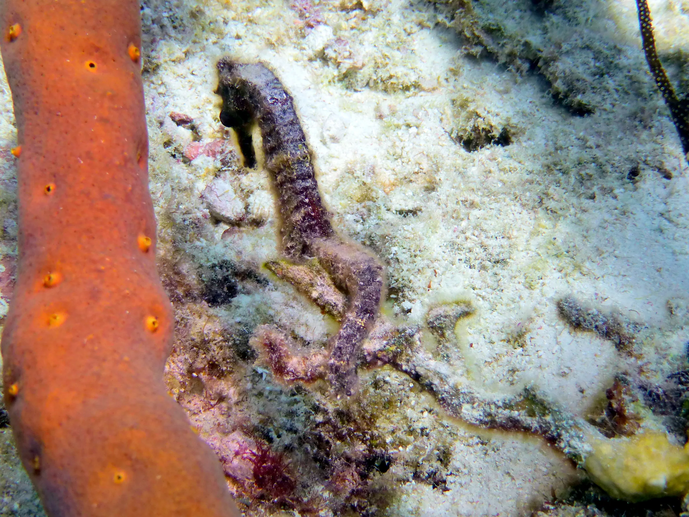 Seahorse, Bonaire, 2013
