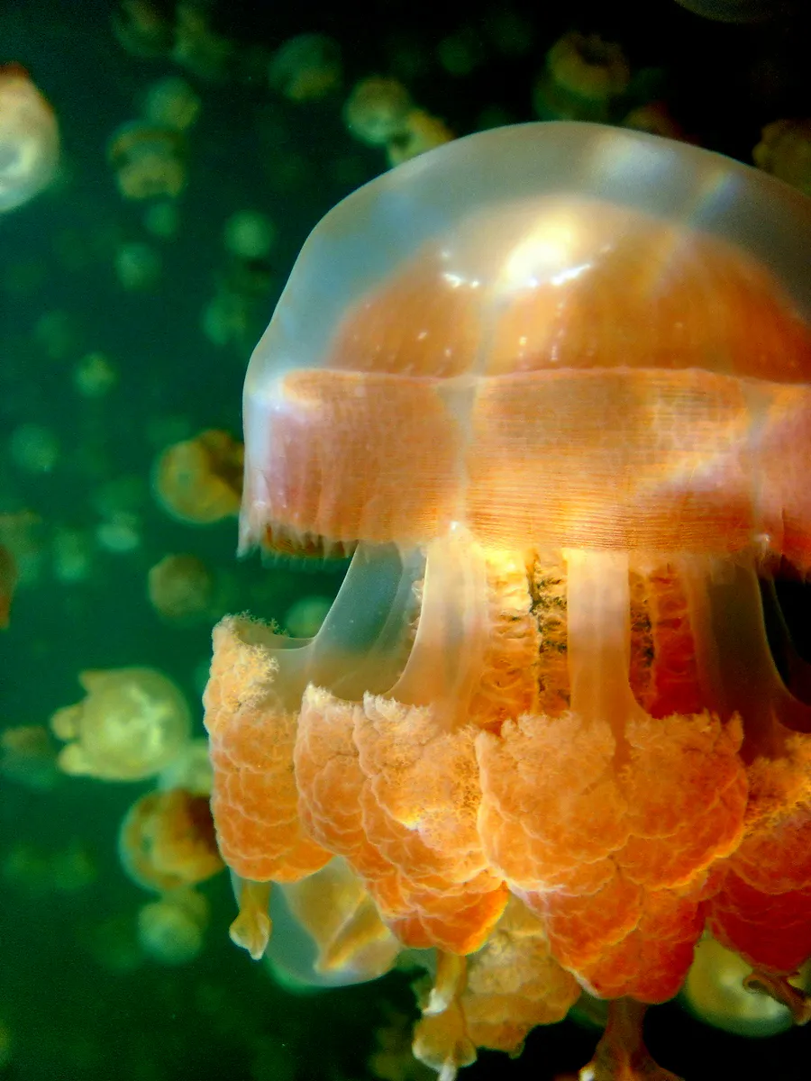 A beautiful Golden Jellyfish that over the eons of time in Jellyfish Lake, Palau, has lost its sting (because of a lack of predators in that lake). See Paul Humann, et al, Reeff Creature Identification (2010), page 17.