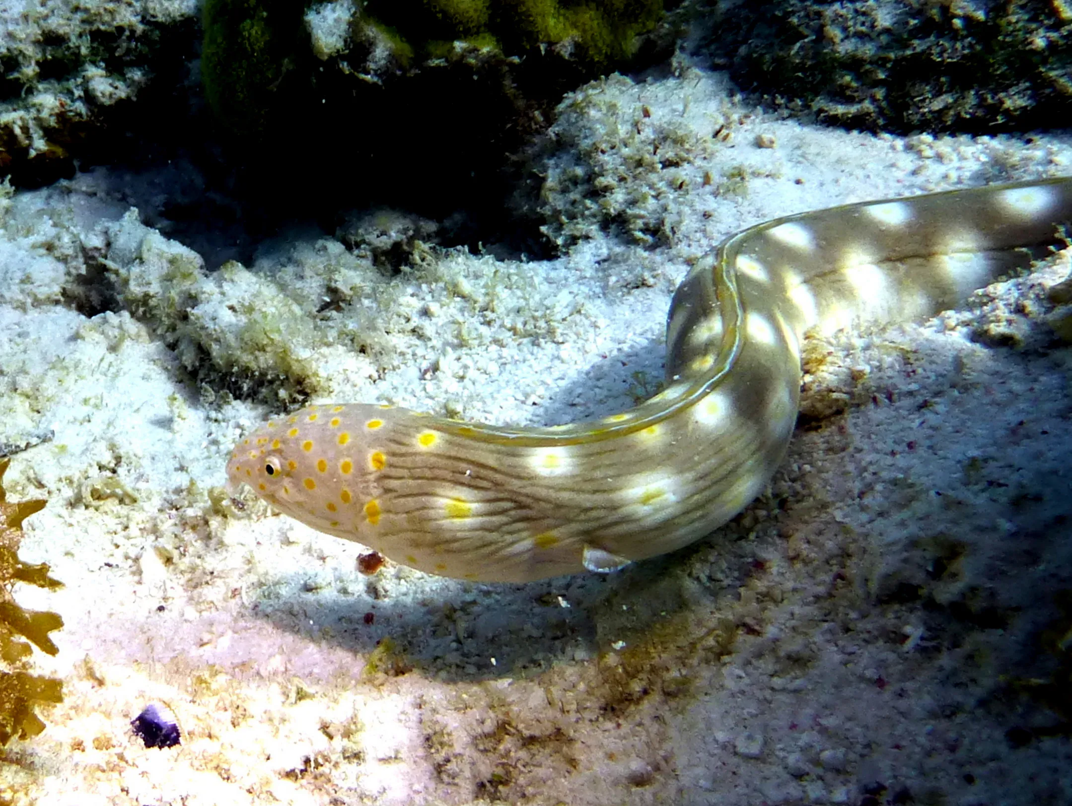 Sharptail Eel, Bonaire, 2013