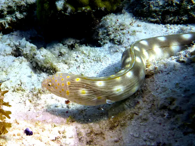Underwater photograph by Joel Bergsma