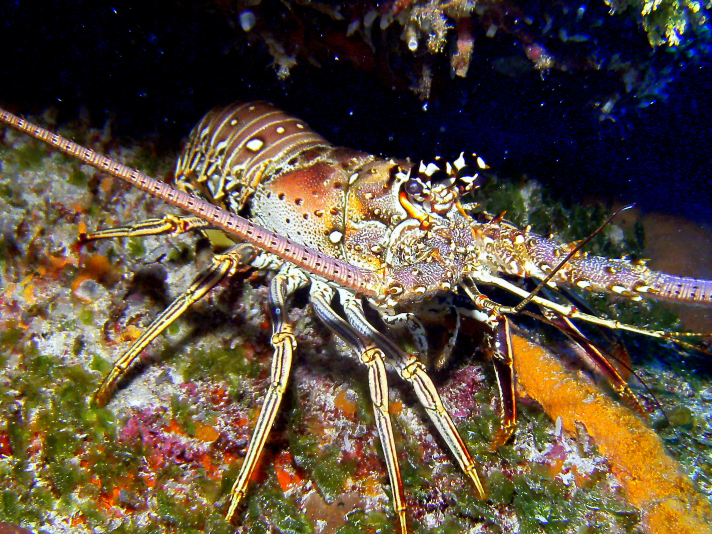 Spiny Lobster