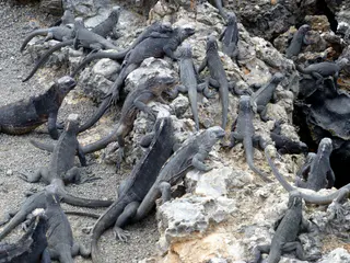 Juvenile Marine Iguanas everywhere!
