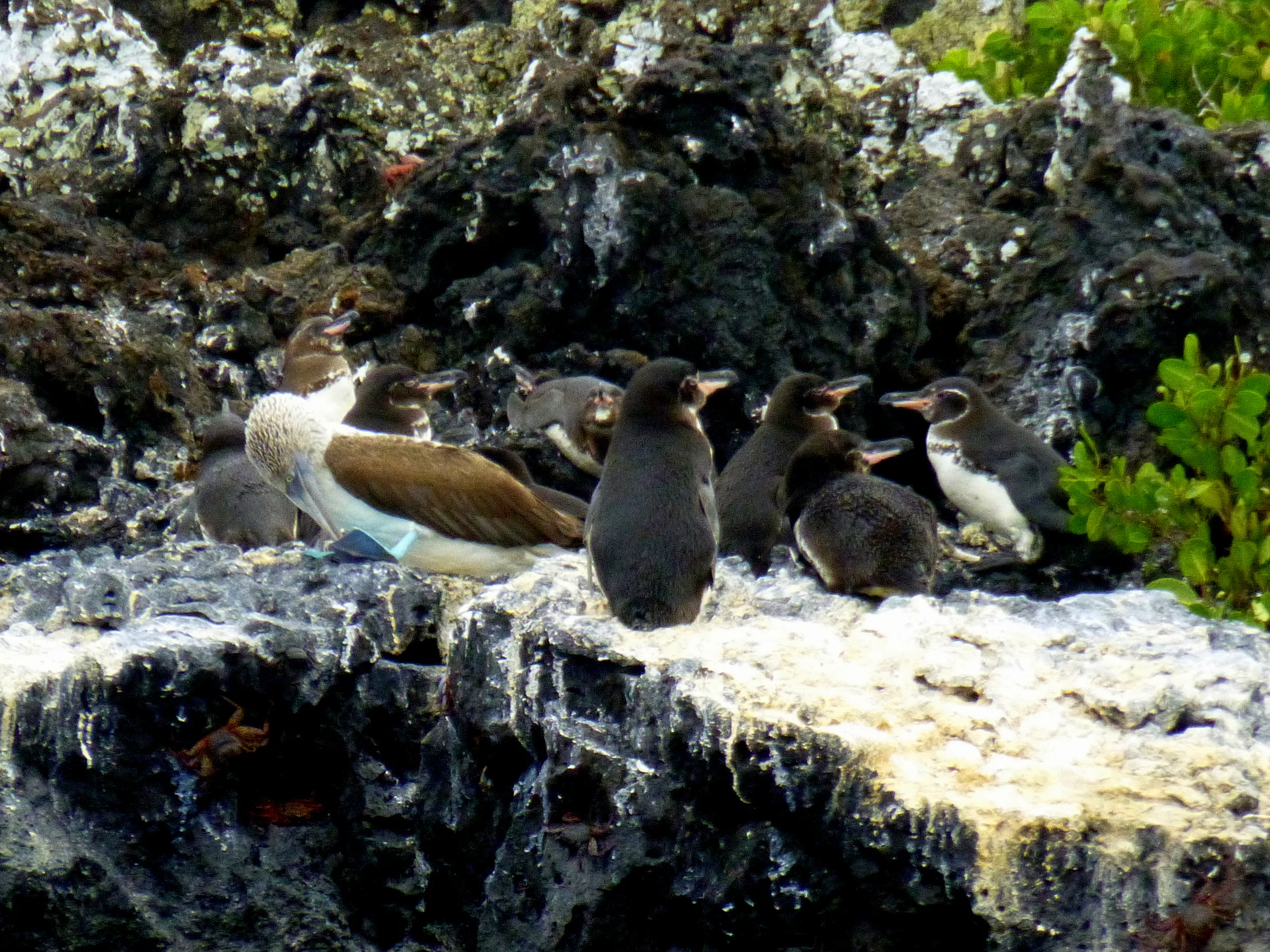 Blue Footed Booby & Tropical Penguins