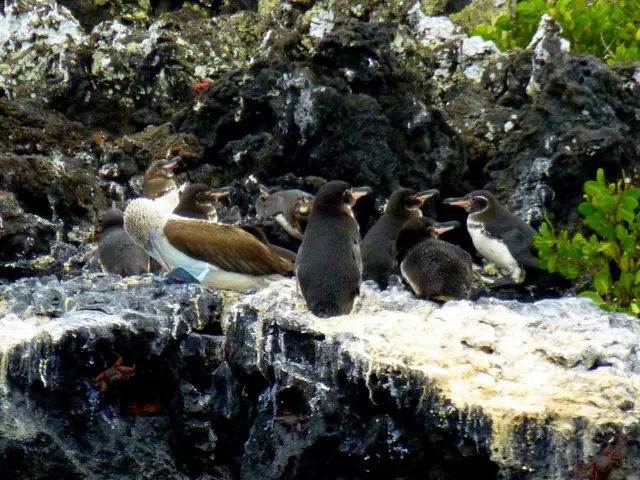 Blue Footed Booby & Tropical Penguins