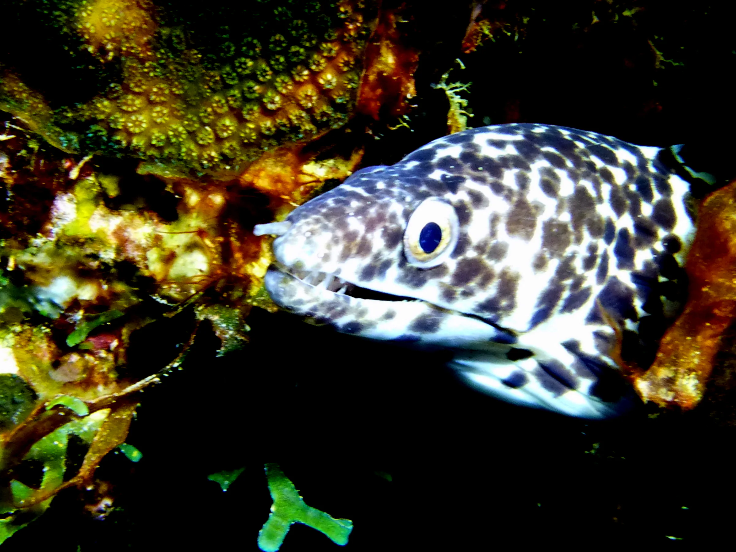 Spotted Moray Eel, Bonaire, 2013
