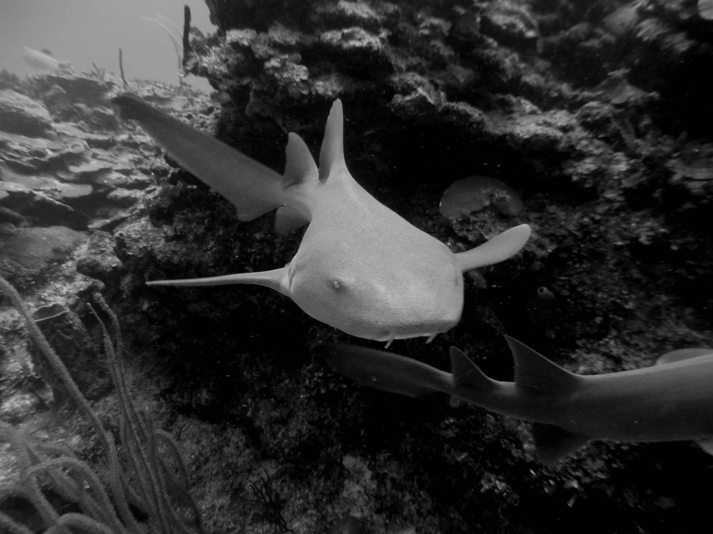 Nurse Shark