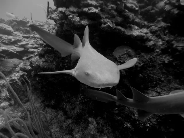 Nurse Shark