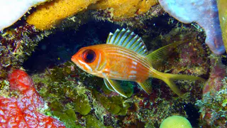 Underwater photograph by Joel Bergsma