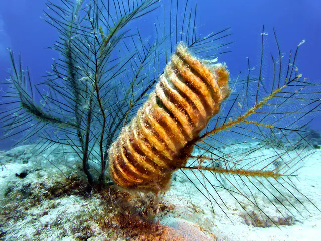 Underwater photograph by Joel Bergsma