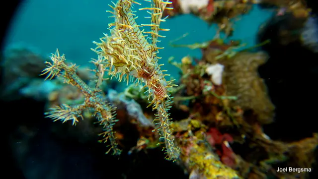Underwater photograph by Joel Bergsma