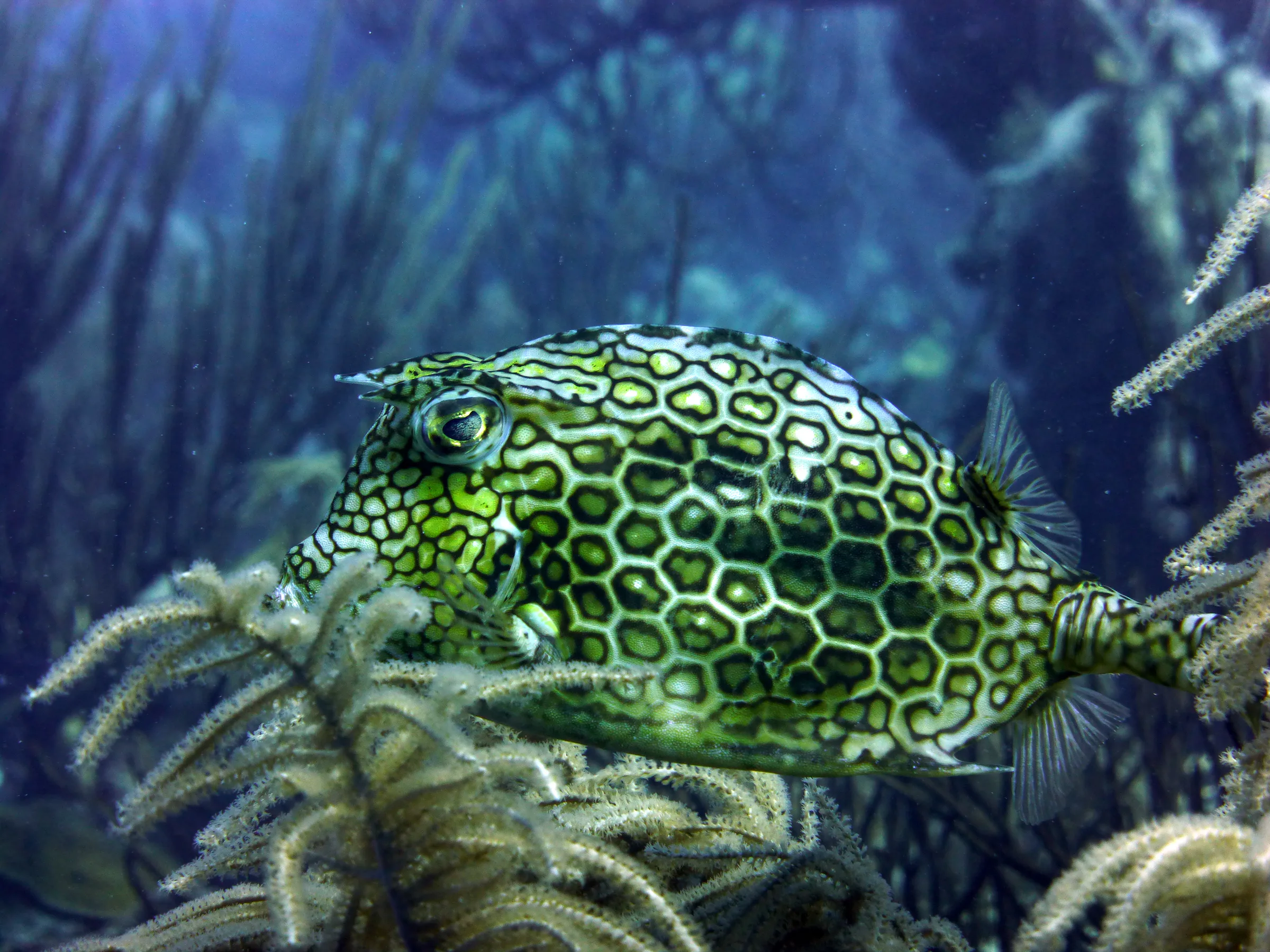 Honeycomb Cowfish, Bonaire, 2013