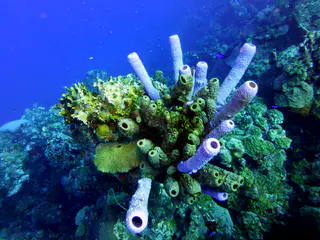 Underwater photograph by Joel Bergsma