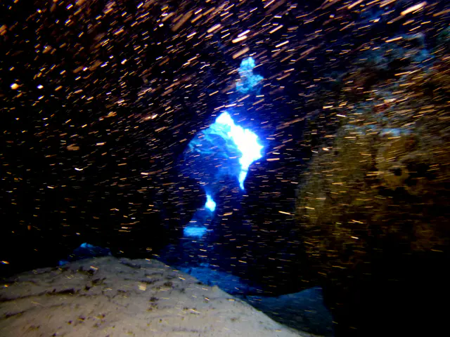 Underwater photograph by Joel Bergsma
