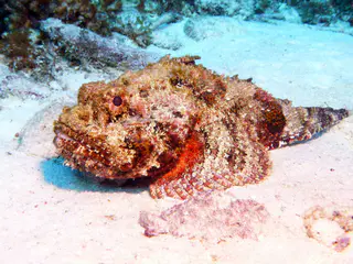 Underwater photograph by Joel Bergsma
