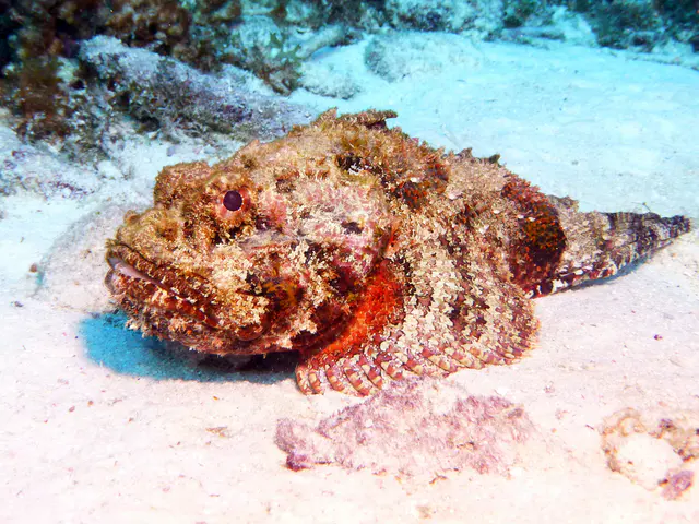 Underwater photograph by Joel Bergsma