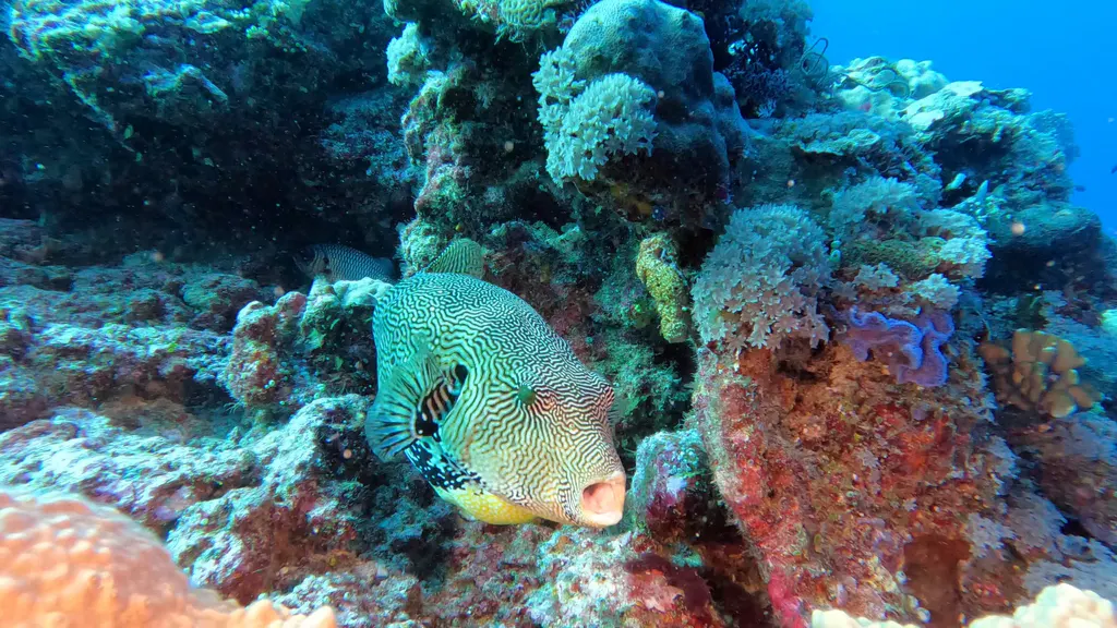 Underwater photograph by Joel Bergsma