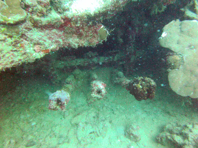 The Japanese LST had one large, 3 barreled anti-aircraft gun to protect it from allied airstrikes.  The gun rests upside down under the wreckage. Shown are the three barrels.