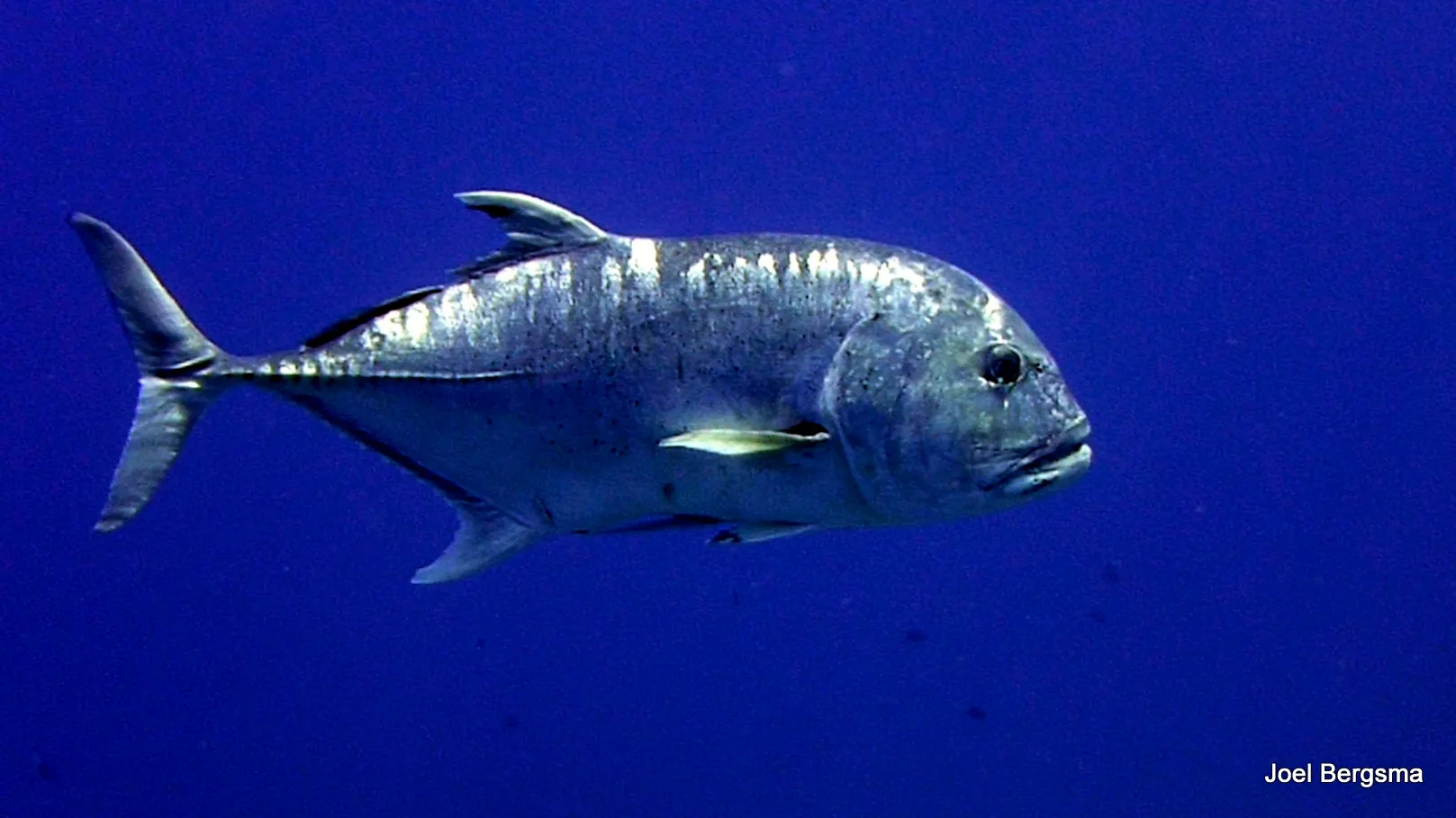 Philippines underwater photograph, 2017