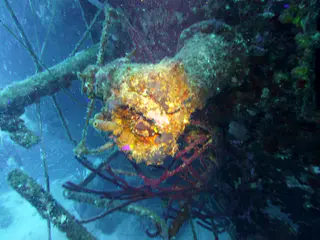 Underwater photograph by Joel Bergsma