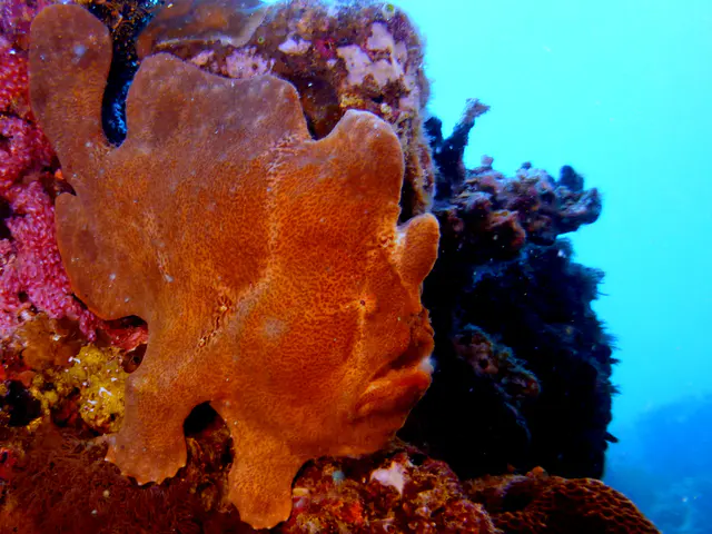 Underwater photograph by Joel Bergsma
