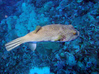 Pufferfish.