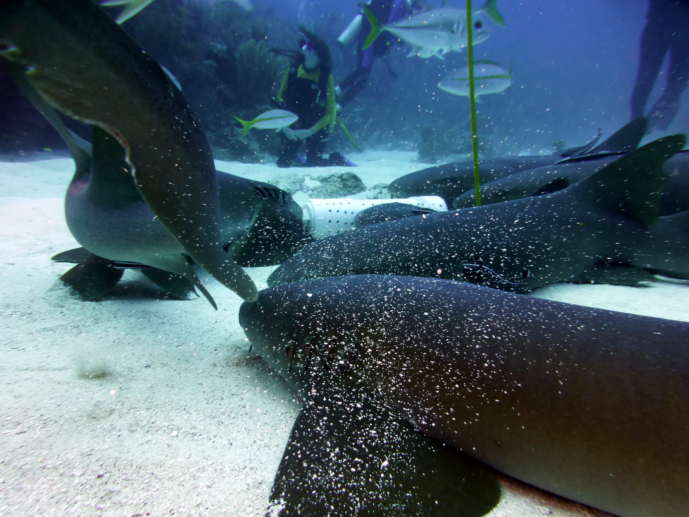 Nurse Shark, Belize, 2017
