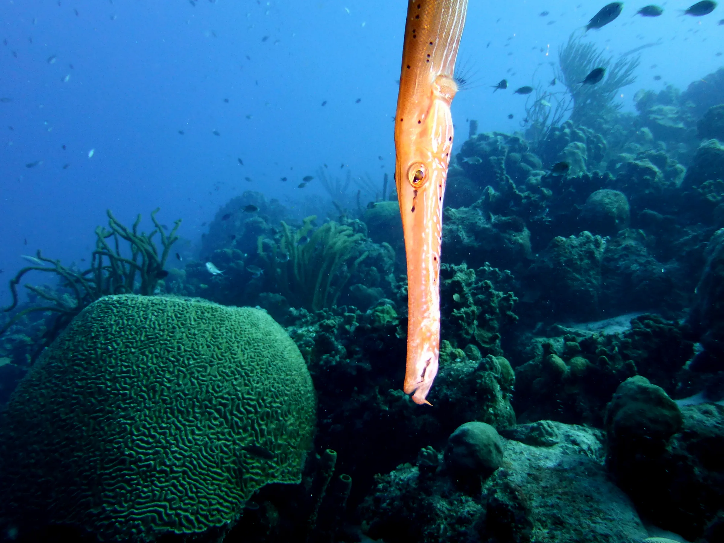 Trumpetfish, Bonaire, 2013
