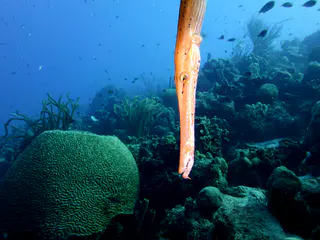 Underwater photograph by Joel Bergsma