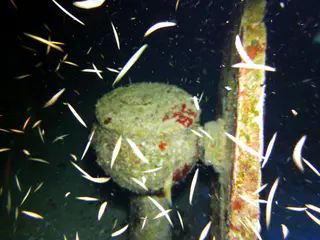 Underwater photograph by Joel Bergsma