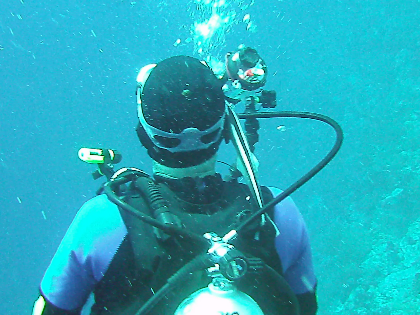 A remora repeatedly attempts to attach itself to different places on my Dive Buddy Bill's head. Bill is unaware.