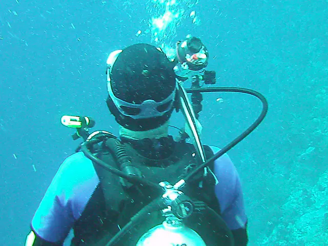 A remora repeatedly attempts to attach itself to different places on my Dive Buddy Bill's head.   Bill is unaware.