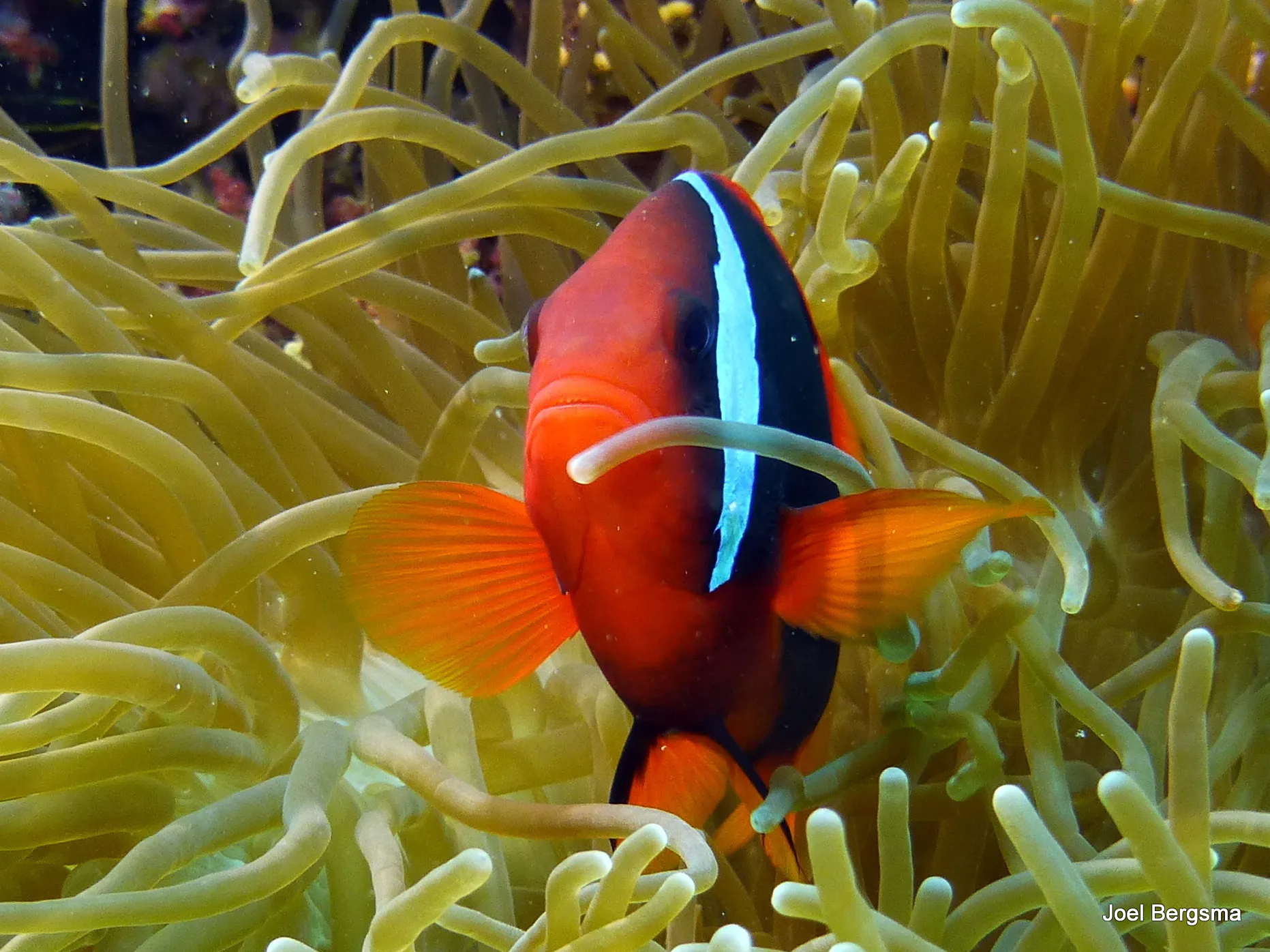 Anemonefish, Philippines, 2017